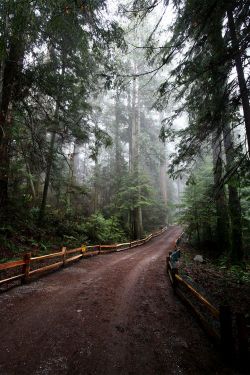 keroiam:  Forest Road, Vancouver, British Columbia 