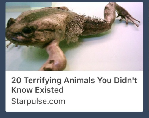 em-evol:kagekubi:2-shane-s:WHAT IN THE HOT FUCK IS THIS THINGfrok. it’s frogs cousinIt’s actually Tr