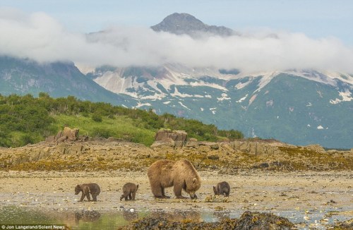 cuteanimals-only:Young grizzlies hitch a lift across water on their mother’s back ;-)