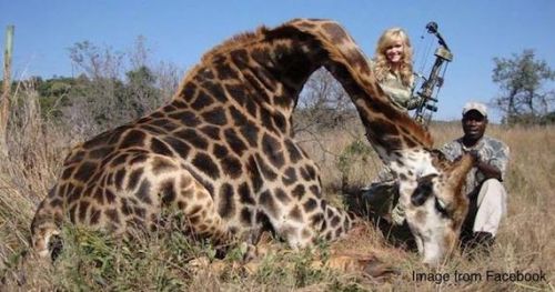 Woman hunter with dead giraffe