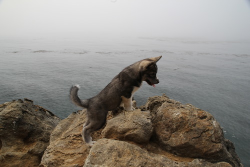 dayzea: She still has soooo much exploring to do!!!!! Lost Coast, California.