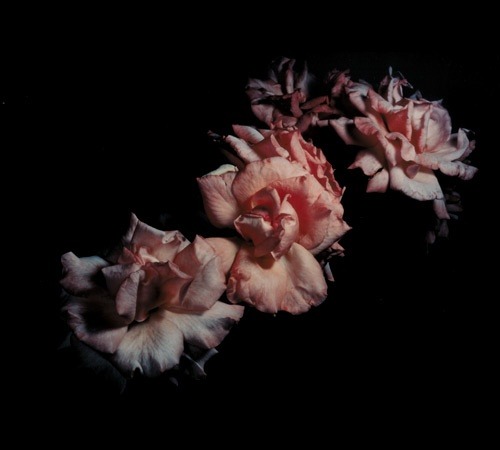 sombreboite:David Sims