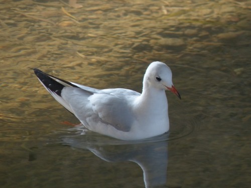 ユリカモメ　black-headed gullTown Birds ～ 街の鳥 ArchiveTown Sparrow ～ 街のすずめ　Archive