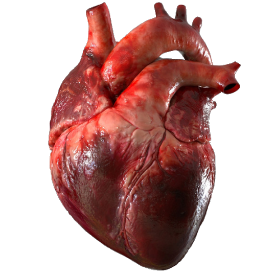 transparensies:anatomical hearts i