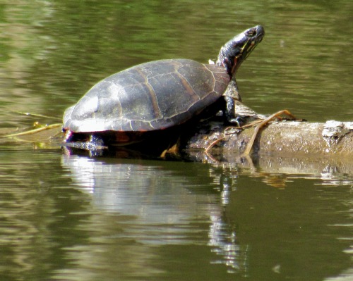 Eastern painted turtles I saw yesterday, Chrysemys picta. It was a good day for basking in the sun.