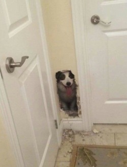 awwww-cute:  HEEEEERE’S DOG! (Source: http://ift.tt/2k0wCrE)