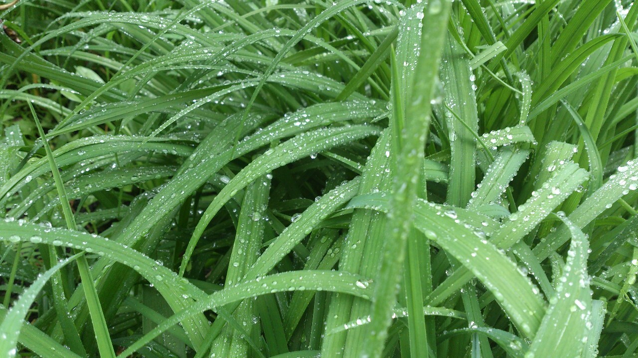 exhplosion:  methicated:  flowerbubb:  ✿ plant/flower blog ✿  Sad but still