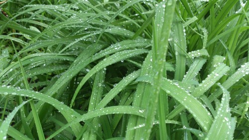 exhplosion:  methicated:  flowerbubb:  ✿ plant/flower blog ✿  Sad but still cute.  Pale Death