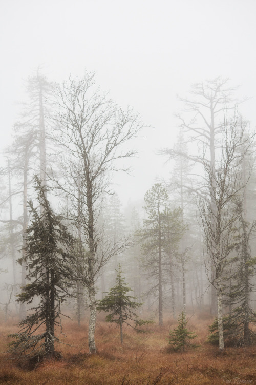 tiinatormanenphotography: Autumn forest. 2th Oct 2014 Southern Lapland, Finland.  by Tiina