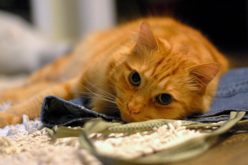 pabuthefirecat:Lying on the denim bag because it’s like being on a lap, Pabu?Pabu: Wot?  This thing 