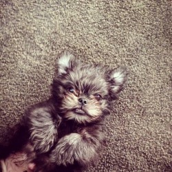 jess-sm:  This puppy looks like an ewok