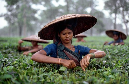 laurier-rose:  What the World Drinks Tea Estate, Bangladesh