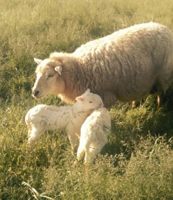 laurelhach:  Good morning Bridget and new ewe lambs 