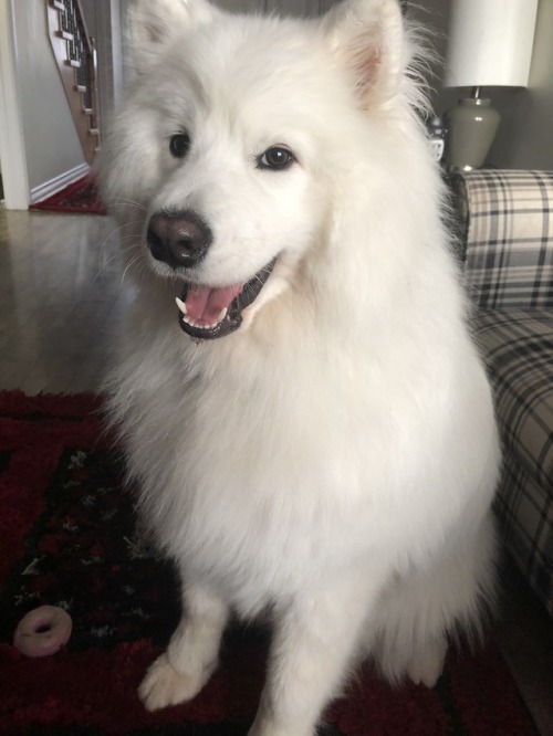 neothesamoyed:Neo sends you his regards