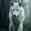 bella-alpha-wolf