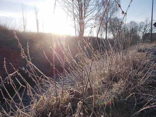 Early morning near small river - grass with frost. Winter.