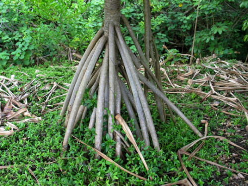 Hala tree - Pandanus tectoriusThe Hala tree or Screw Pine, Pandanus tectorius (Pandanales 