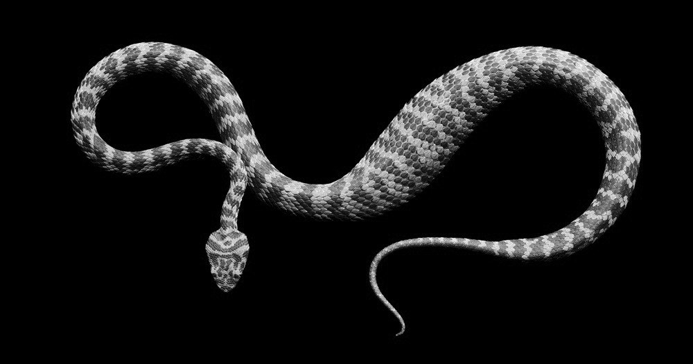 chaosophia218:  Serpents.1. White-Lipped Island Pit ViperCryptelytrops insularis/Trimeresurus