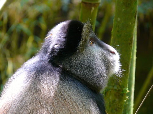 ayearinrwanda:Golden Monkey trek - Volcanoes National Park. A definite add on to a gorilla trek!