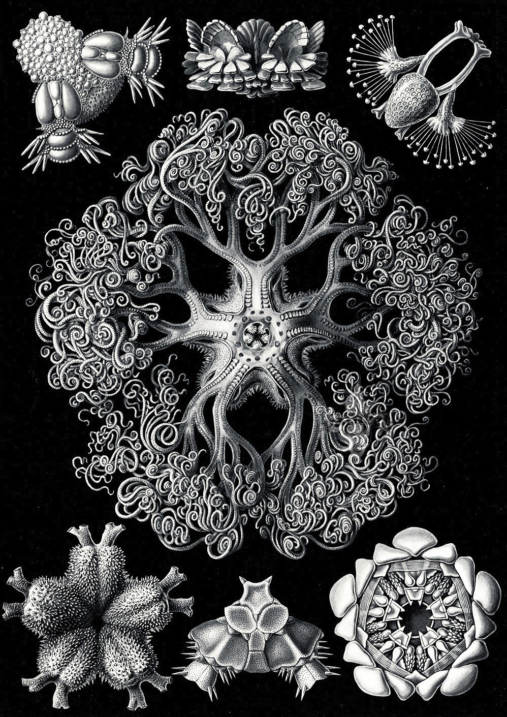 magictransistor:  Ernst Haeckel. Hexacoralla, Ascomycetes, Lichenes, Phaeodaria,