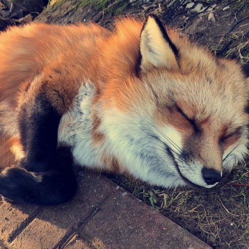 Fox napping after a long day of being cute