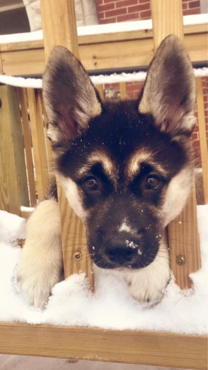 cute-overload:  Finally snowed today and my husky/German shepherd mix was in his