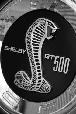w0rldvanity:  Shelby GT 500 | Fresh Luxury