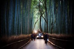 brutalgeneration:  colors of bamboo* 04 (by