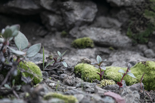 A miniature rock garden springs to life in volcanic rock, Absaroka Mountains, Wyoming: &copy; riverw