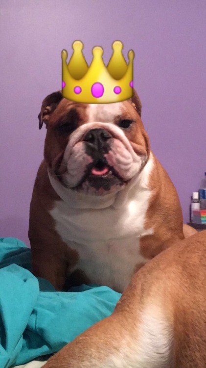 Birthday princess 👑 🐶 Happy 3rd birthday porn pictures