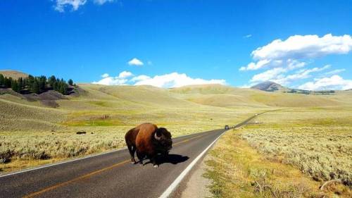 chicken-man-universe:  All that room and there he is standing in the road.