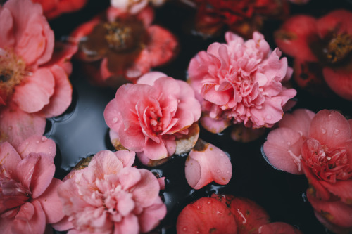 instillmotion: Beautiful water vat filled with flowers, in the corner of a glasshouse in Chatsworth 