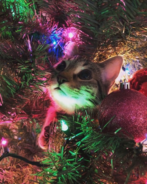 It’s Eleven’s first Christmas, and she loves the tree. ❤️(submitted by @doyoulikethati)