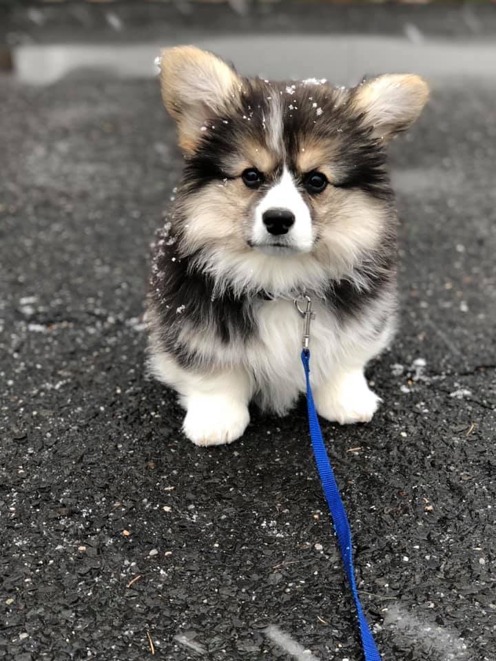 sirfrogsworth:“These cold white flakes are some bullshit.”–Angry Fluffy Potato