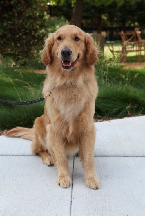 Id Like You All To Meet Medusa. Shes Arts Dog That He Adopts And Gets Registered As An Emotional Support