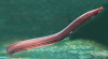 plaguedocboi:We’re gonna talk about hagfish today, since it is Their DayHagfish