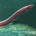 plaguedocboi:We’re gonna talk about hagfish today, since it is Their DayHagfish