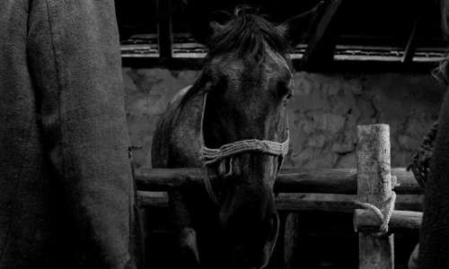 artfilmfan:  The Turin Horse (Béla Tarr, adult photos