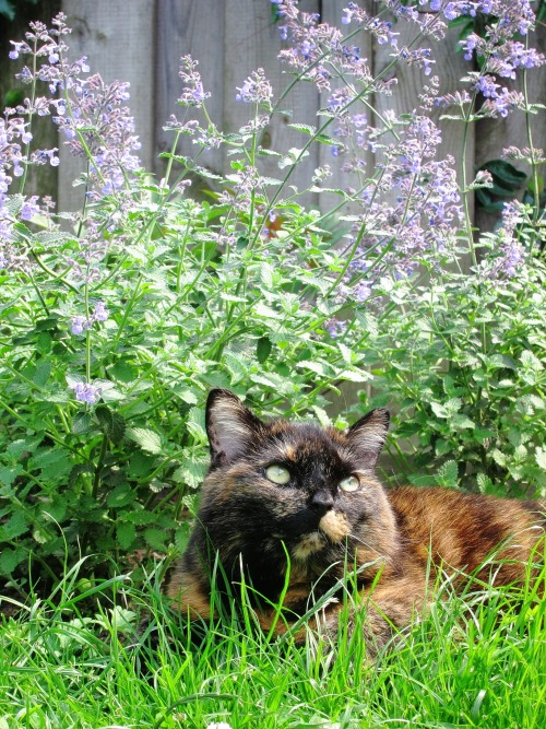 mrsslowly: Our cat Jipke in her favourite spot in the garden, between the Catnip.