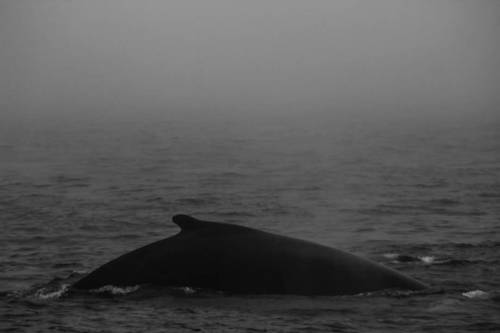 Guys I went whale watching for the first time and it was amazing! We saw a group of 5 humpback whale