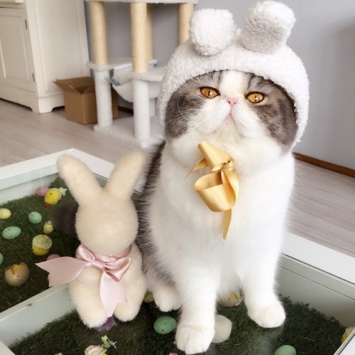 nakimushy:happy easter! have a very important picture of my cat