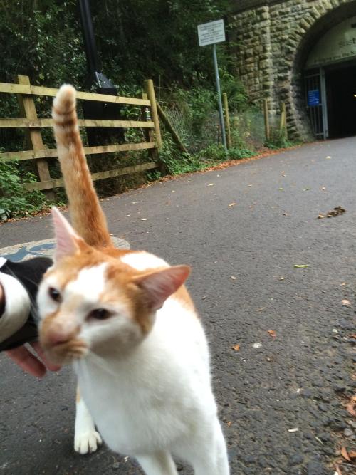 catsbeaversandducks:“When I stopped cycling this cat came out of the woods. I bent down to pet it th