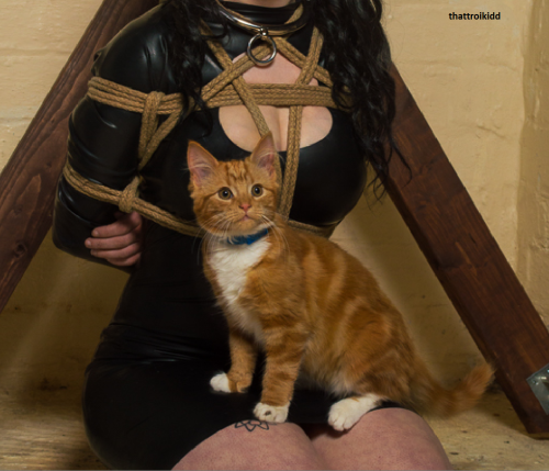 sensualhumiliation:  pussy cat 