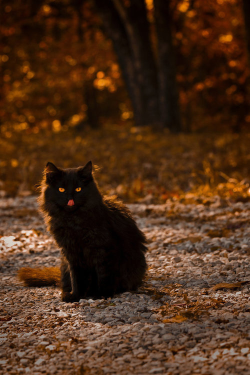 kittensandfall: 🍁🍁🍁