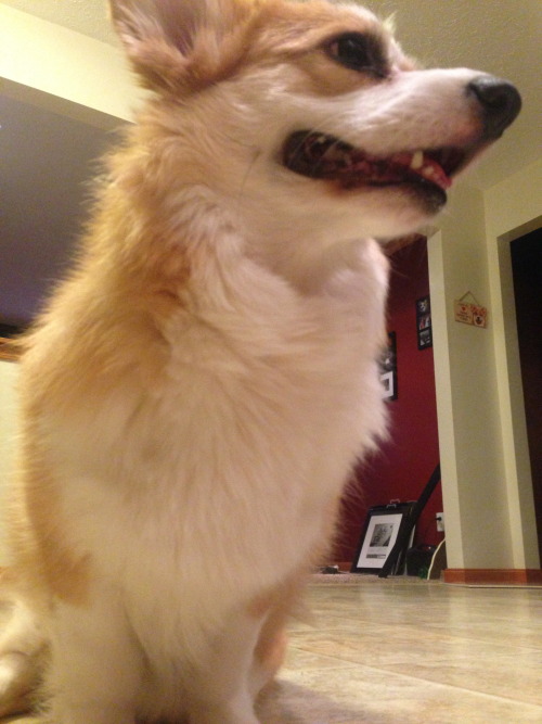 einthecorgum:  documenting corg’s glorious fur ruff 