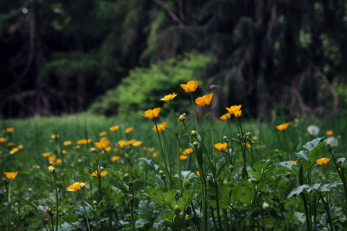 zocher: Butterblumen | Mareike Zocher