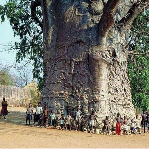 fuzzypetal: Shoutout to giant trees!!!!