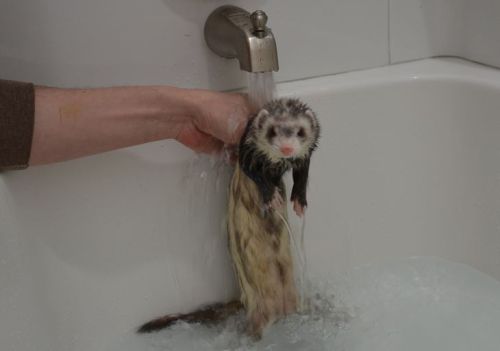 thelifeofmyferrets:emopeacock:Can ferrets in a bathtub be a thing because I’m crying tears of ferret