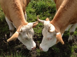 ayellowbirds: drowhsy:  antihumanist:  I met these two ladies in Switzerland. They were hugging and licking each other, like best friends.   No Becky. they’re gay and in love. Why can’t you respect that  These cows were so obviously gay that OP was