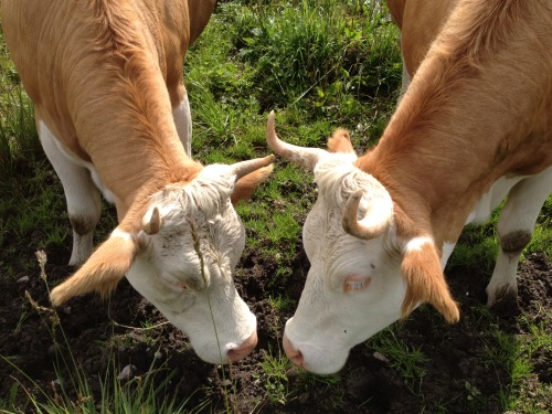 plantyherbivore: I met these two ladies in Switzerland. They were hugging and licking each other, li